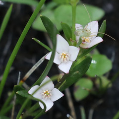 Zanthoxyloideae