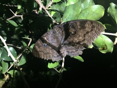 Erebus walkeri