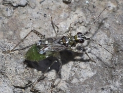 Dicyphus escalerae