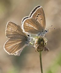 Polyommatus ripartii