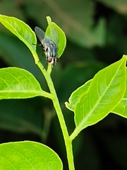 Musca domestica domestica