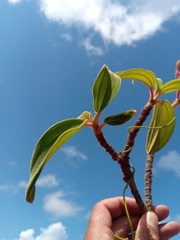 Dichaetanthera