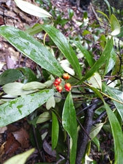 Gynochthodes umbellata