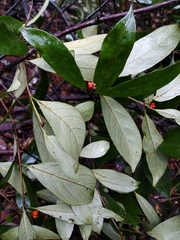 Gynochthodes umbellata