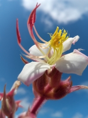 Dichaetanthera