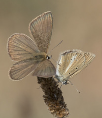 Polyommatus ripartii