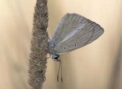 Polyommatus ripartii