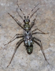 Dicyphus escalerae