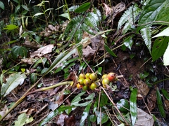 Alpinia japonica