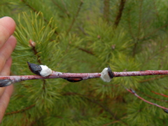 Salix acutifolia