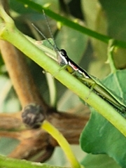 Orthoptera