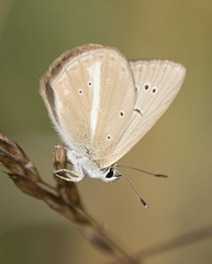 Polyommatus ripartii