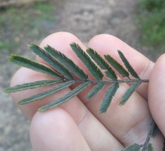Acacia irrorata