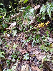 Alpinia japonica