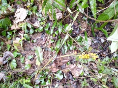 Alpinia japonica
