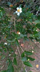 Camellia brevistyla