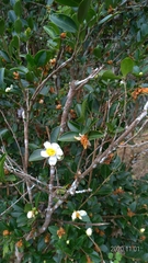 Camellia brevistyla