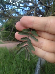 Acacia irrorata