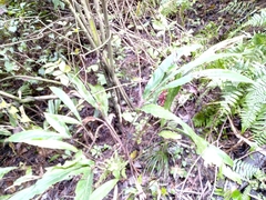 Alpinia japonica