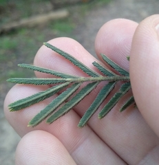 Acacia irrorata