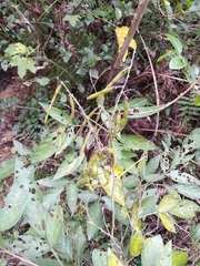 Ohwia caudata