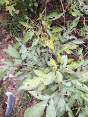 Ohwia caudata