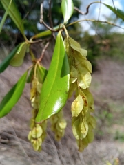 Terminalia perrieri image