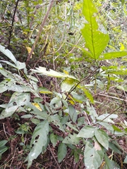 Ohwia caudata