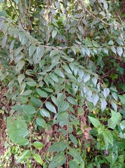 Ziziphus oenopolia