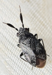 Heterocapillus perpusillus
