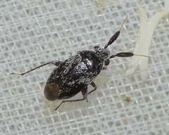 Heterocapillus perpusillus