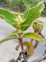 Sabicea diversifolia