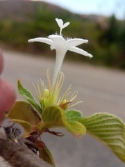 Sabicea diversifolia