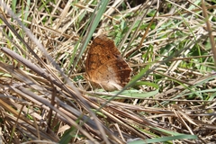 Catacroptera cloanthe cloanthe