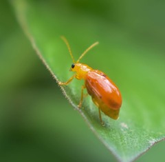 Pseudocophora flaveola