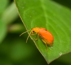 Pseudocophora flaveola
