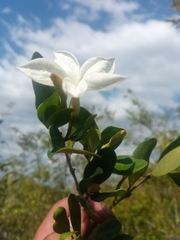 Mascarenhasia