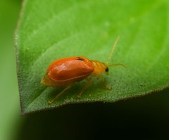 Pseudocophora flaveola