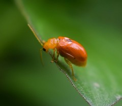 Pseudocophora flaveola