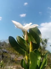 Mascarenhasia