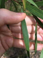 Melaleuca linearifolia