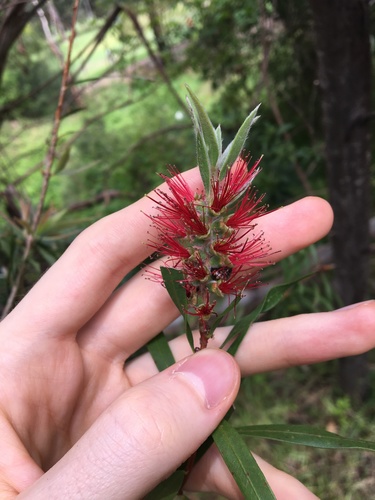 Image of Melaleuca linearifolia by (c) Thomas Mesaglio, some rights reserved (CC BY)