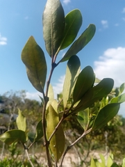 Mascarenhasia