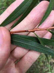 Melaleuca linearifolia