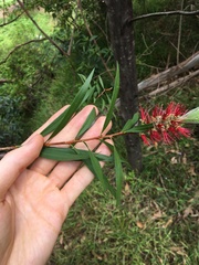 Melaleuca linearifolia