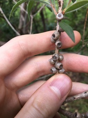 Melaleuca linearifolia