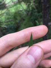 Melaleuca linearifolia