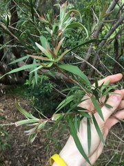 Melaleuca linearifolia