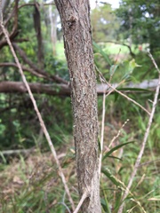 Melaleuca linearifolia