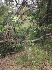Melaleuca linearifolia